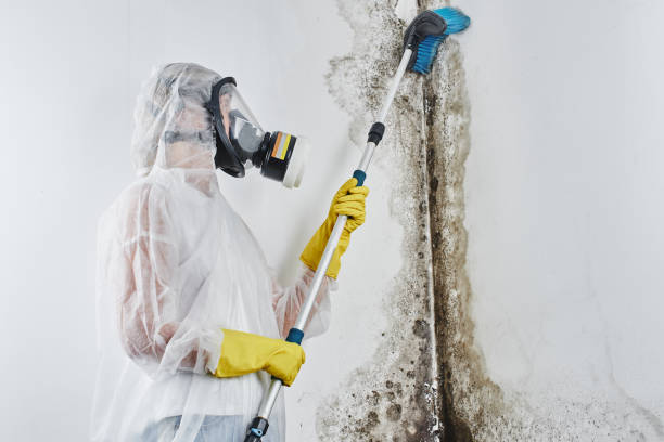 Mold Removal Process in Windsor, NC