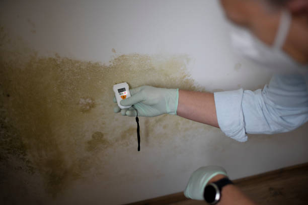 Best Emergency Mold Removal  in Windsor, NC