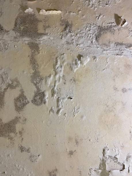 Best Mold Damage Repair  in Windsor, NC