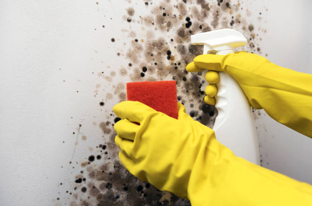 Best Certified Mold Removal  in Windsor, NC