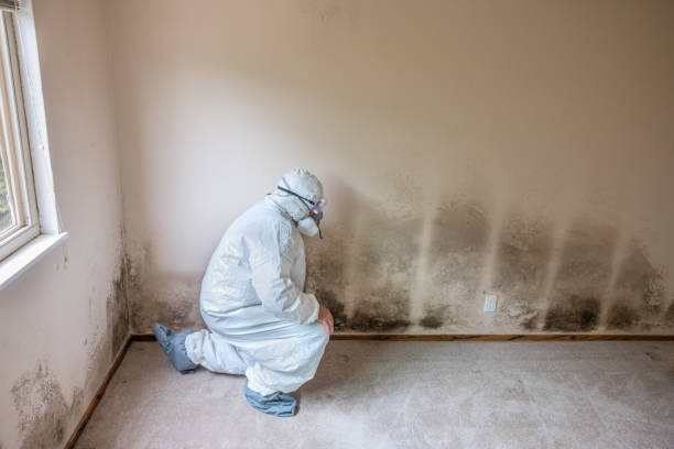 Reliable Windsor, NC Mold Removal Solutions