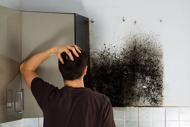 Best Attic Mold Removal  in Windsor, NC