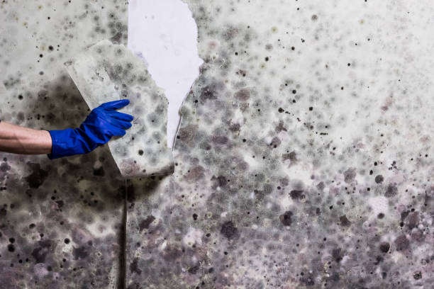 Best Toxic Mold Removal  in Windsor, NC
